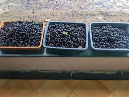 Mango Tree Farm