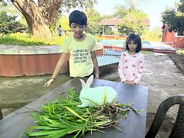 Mango Tree Farm