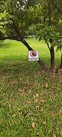 Mango Tree Farm
