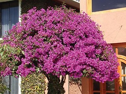 Hotel Arrecife de Coral