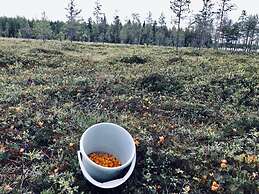 Metsä Kolo