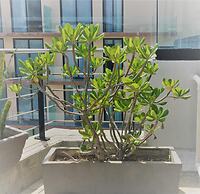 Sole Suites
