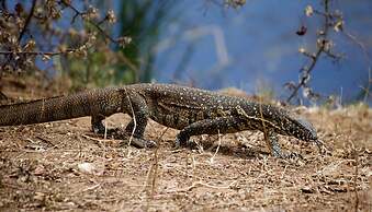 Phuti Safari Lodge