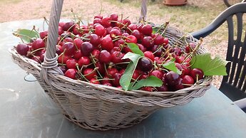 Podere Ficareto Farm
