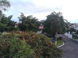 Sea Shell Palms