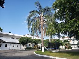 Sea Shell Palms