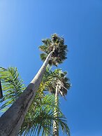Sea Shell Palms