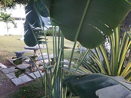 Sea Shell Palms