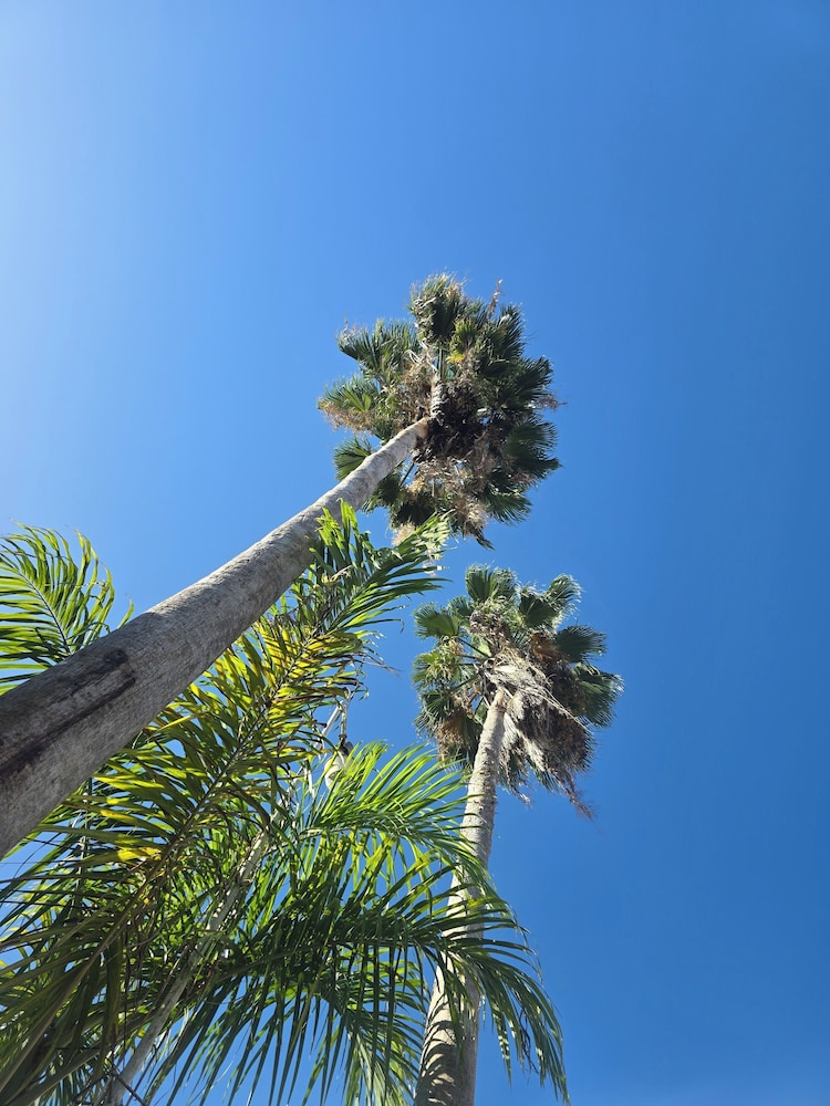 Sea Shell Palms