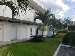 Sea Shell Palms