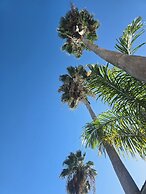 Sea Shell Palms