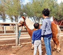 Equi Palace & Spa
