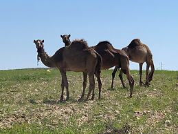 Amazing Bedouin Hospitality