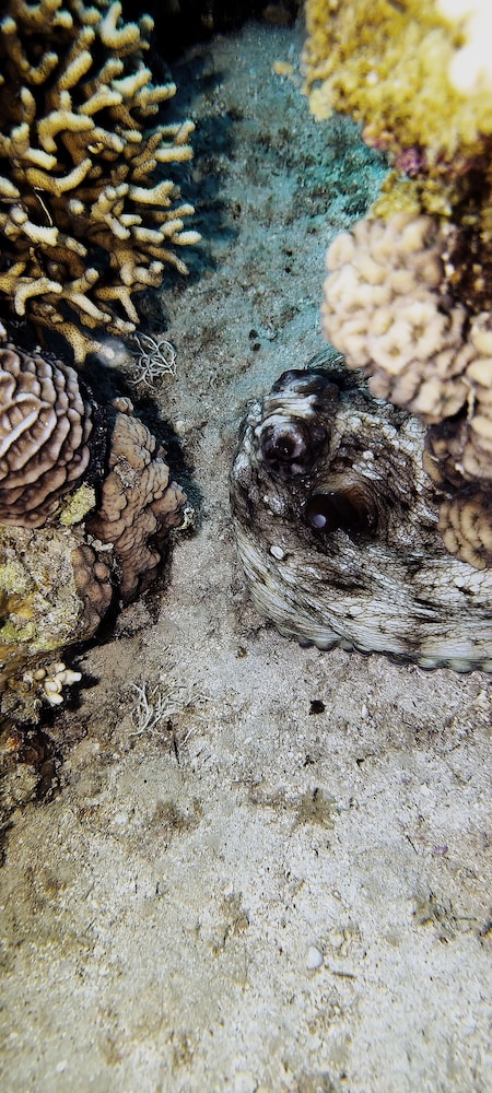 Bait Alaqaba Resort and Dive Center