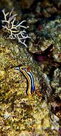 Bait Alaqaba Resort and Dive Center