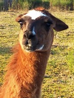 La Borieta