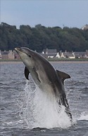 Dolphin Bay Suites