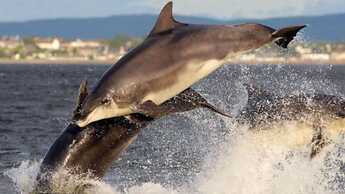 Dolphin Bay Suites