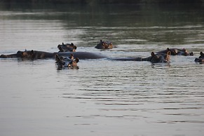 Ndhovu Safari Lodge - Campground