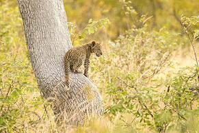 Ezulwini Game Lodges