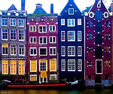 Tulip of Amsterdam