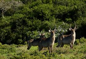 Sibuya Game Reserve