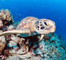 Kihaa Maldives