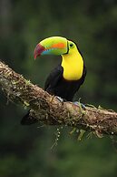 Copa De Arbol Beach & Rainforest Resort