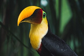 Copa De Arbol Beach & Rainforest Resort