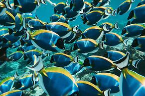 Makunudu Island