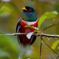 Bellavista Cloud Forest Reserve & Lodge