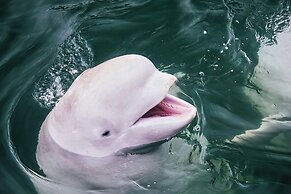 Sono Calm Yeosu
