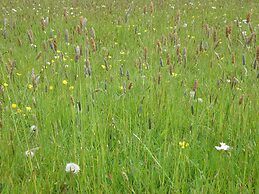 Hay Meadow Farm