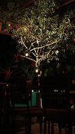 Eco Arenal Hotel