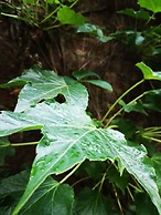 La Belle Vigne - Namur