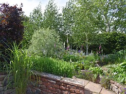 Yew Tree