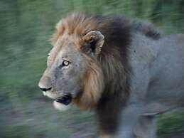 Kruger Mountain Tented Camp