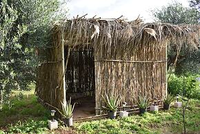 Cocoon Tent in an Olive Grove