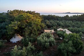 Cocoon Tent in an Olive Grove