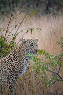Simbavati Amani