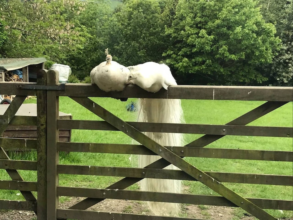 Converted Stone Barn -20 Acres - Farm Animals!