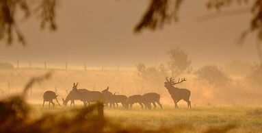 Les 12 Bois du Cerf