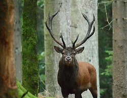 Les 12 Bois du Cerf