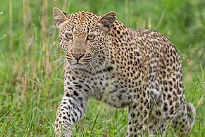 Leopard Sands, Kruger Park