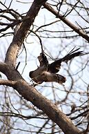 The Postcard Gir Wildlife Sanctuary
