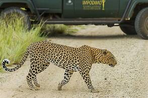 Impodimo Game Lodge