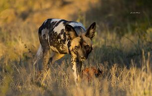 Impodimo Game Lodge