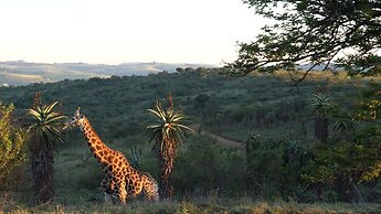 Tala Game Reserve