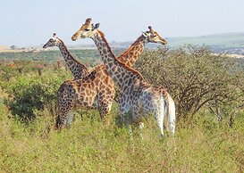 Tala Game Reserve