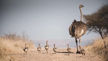 Tala Game Reserve